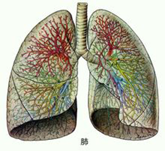肺氣不足易氣短，人到中年要補肺