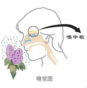 嗅覺(jué)不好，學(xué)學(xué)健鼻功