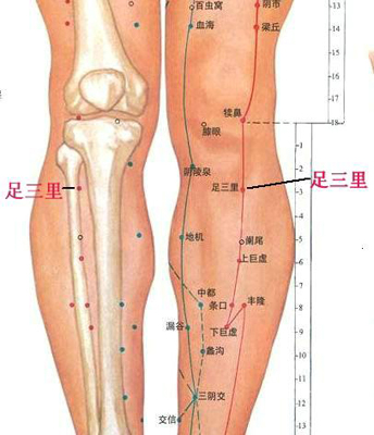足三里穴，增強脾胃功能好助手