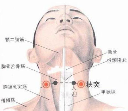扶突穴→治干咳、氣喘