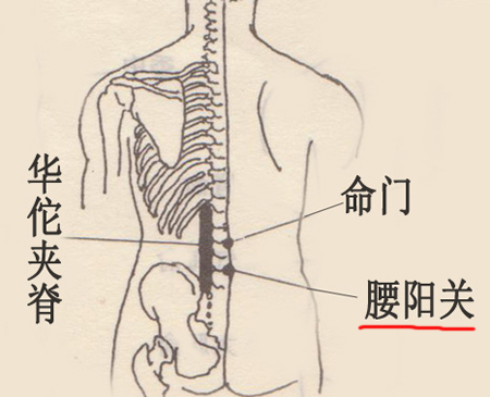 腰陽關穴→祛寒除濕