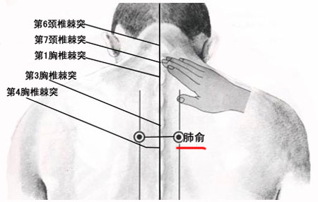 肺俞穴→治咳嗽、氣喘