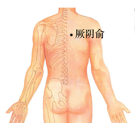 厥陰俞穴→治咳嗽、心痛