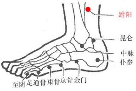 跗陽穴→治頭痛、腰骶痛