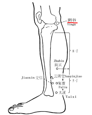 陰谷穴→治陽(yáng)痿、疝痛