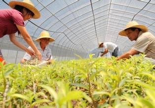中草藥質(zhì)量監(jiān)管，從規(guī)范中藥材種植采集開始