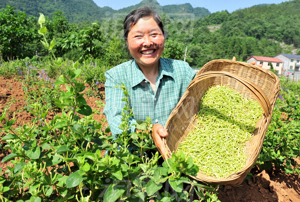 遂昌縣基層干部帶領村民種植中草藥實現(xiàn)脫貧致富