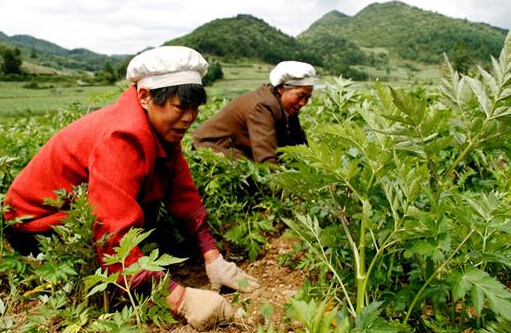 中藥材種植：都有哪些中藥材除草劑？