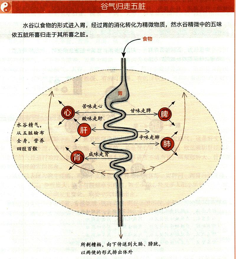 食物在體內(nèi)如何運(yùn)化？