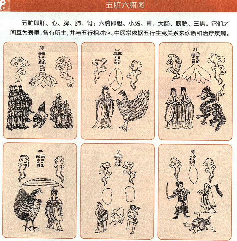 臟腑各有什么功能？