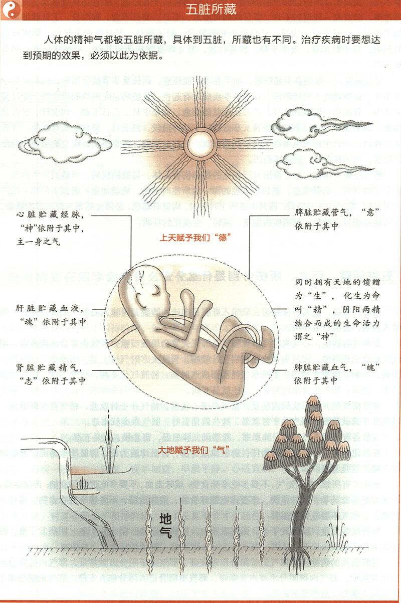五臟所藏，所主，所傷分別是什么？