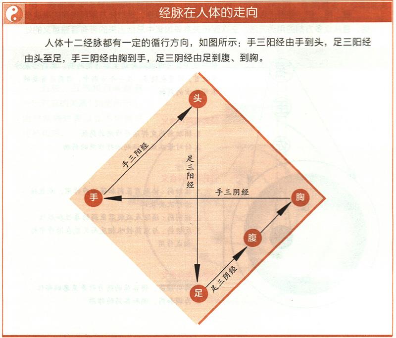 十二經(jīng)脈的起止點分別在哪里？