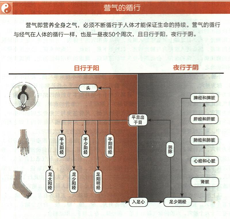 營(yíng)氣在體內(nèi)是如何循環(huán)的？
