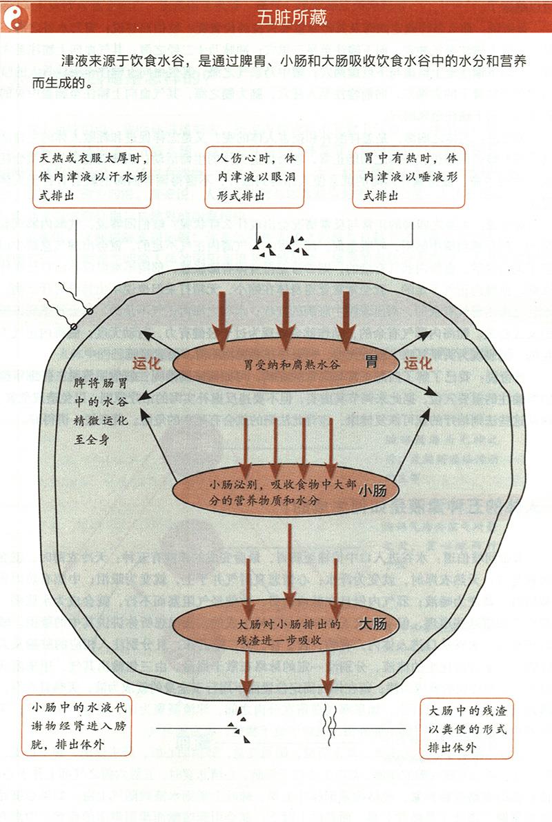 人體的五種津液是如何生成的？