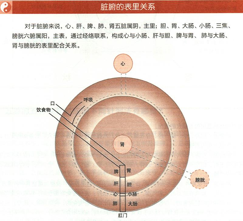 臟腑與各組織之間是什么關(guān)系？