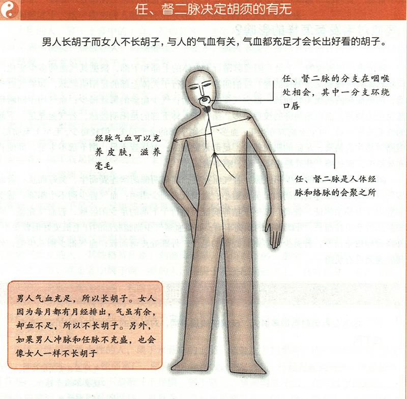 氣血對毛發(fā)有怎樣的影響？
