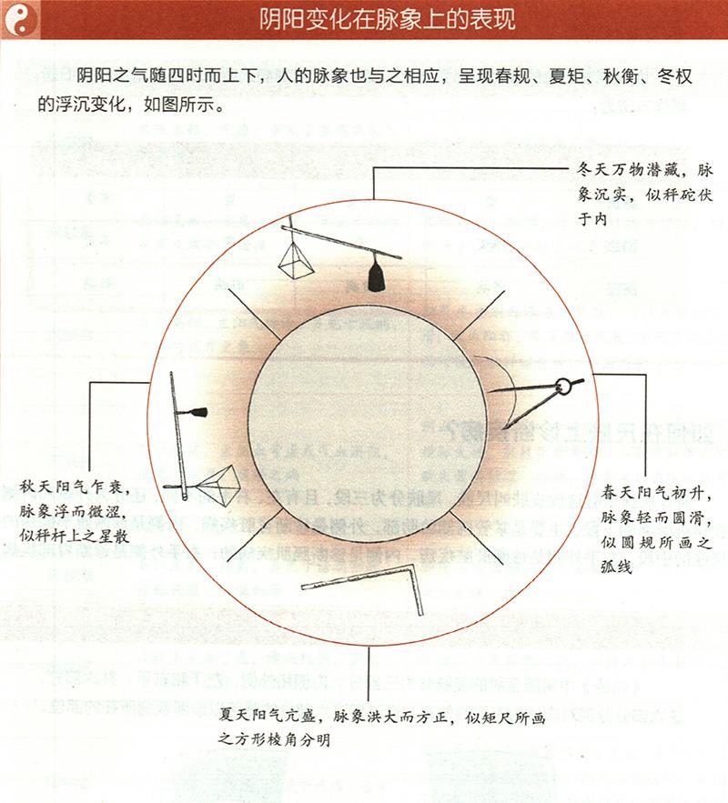 四時陰陽怎樣反映在脈象上？