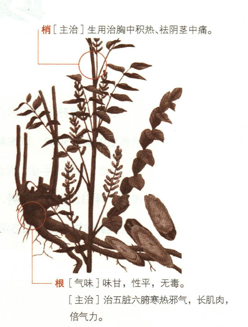 甘草具有哪些養(yǎng)生價值？