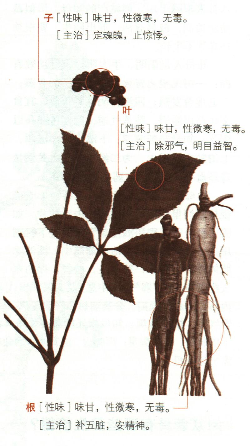 人參具有哪些養(yǎng)生價值？
