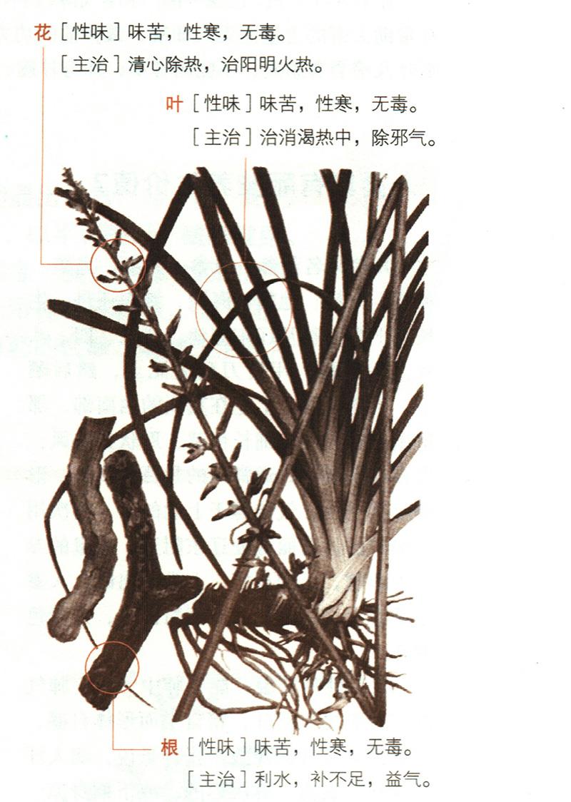 知母具有哪些養(yǎng)生價(jià)值？