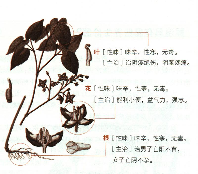 淫羊藿具有哪些養(yǎng)生價(jià)值？