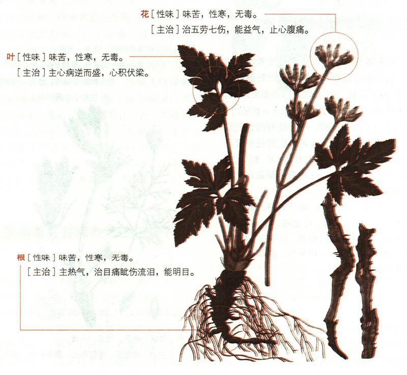 黃連具有哪些養(yǎng)生價(jià)值？