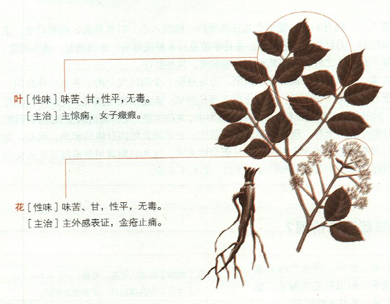獨活具有哪些養(yǎng)生價值？
