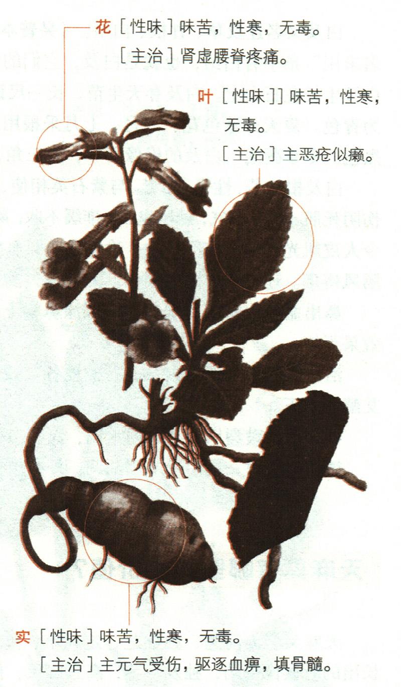 地黃具有哪些養(yǎng)生價(jià)值？