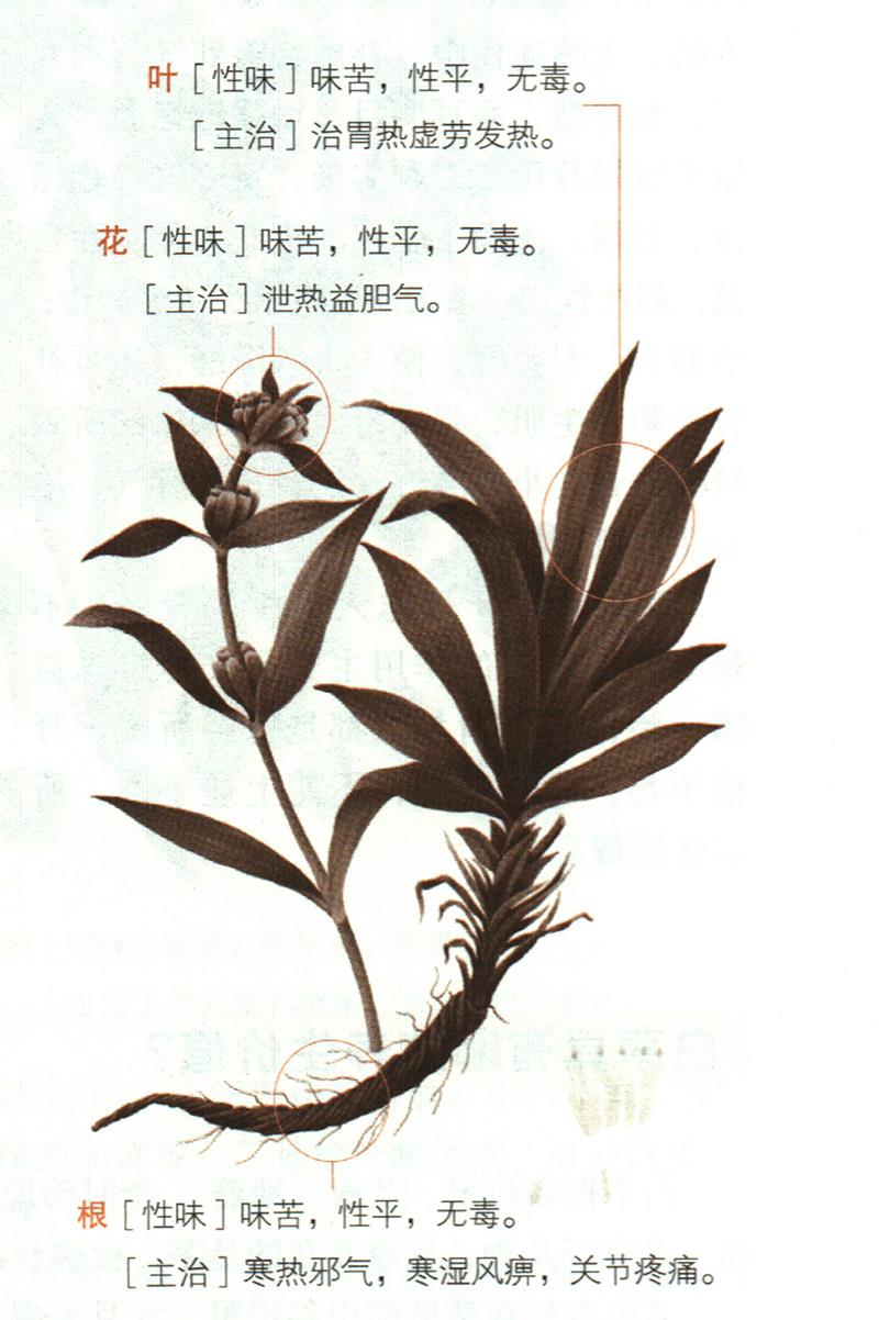 秦艽具有哪些養(yǎng)生價(jià)值？