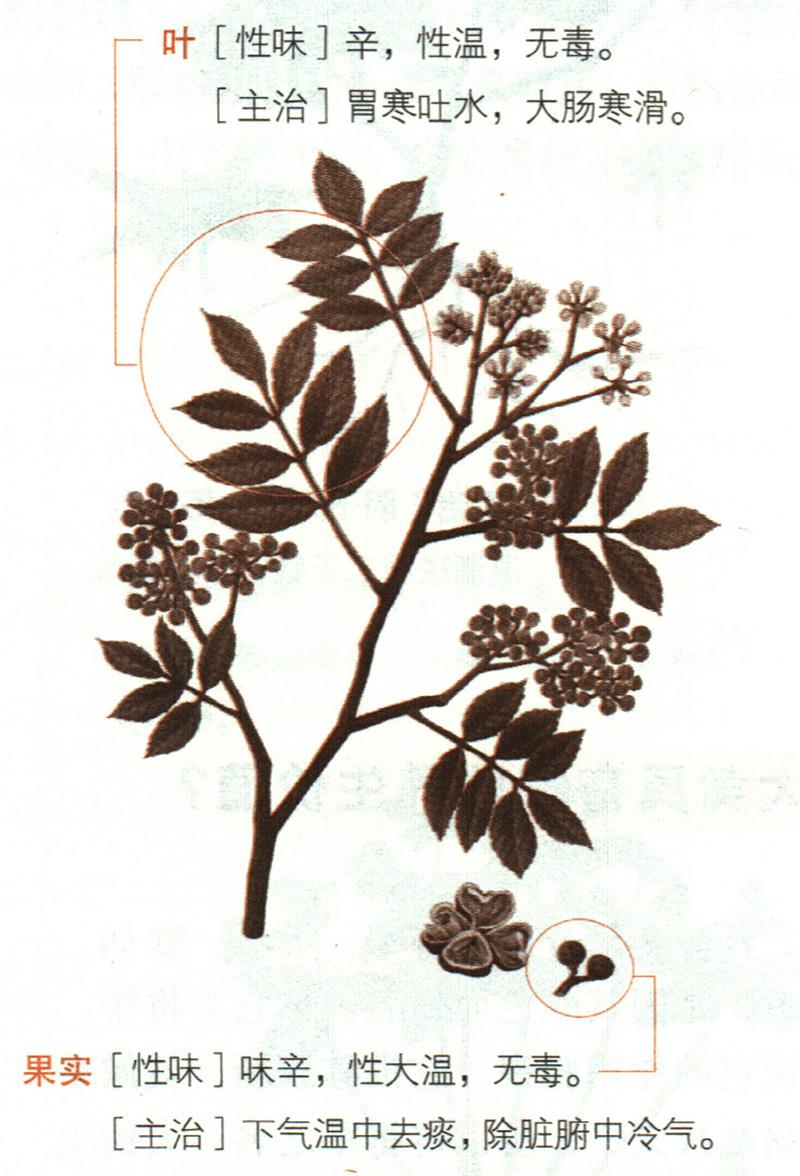 秦椒具有哪些養(yǎng)生價值？