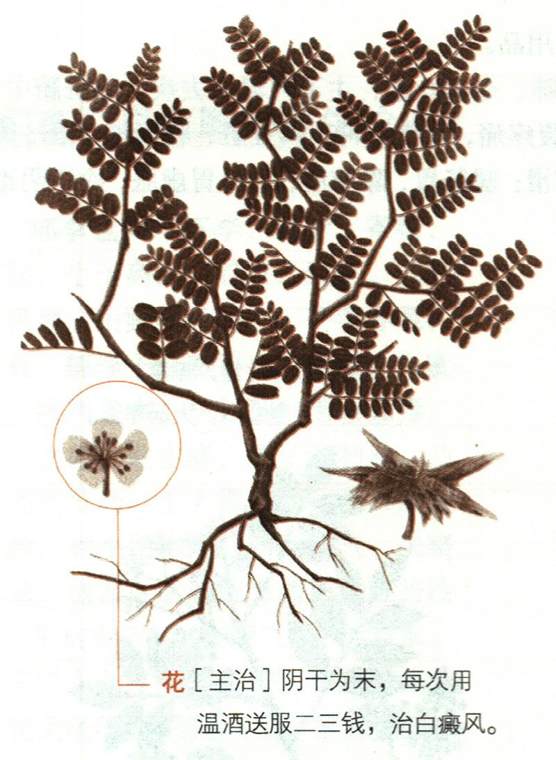 蒺藜具有哪些養(yǎng)生價值？