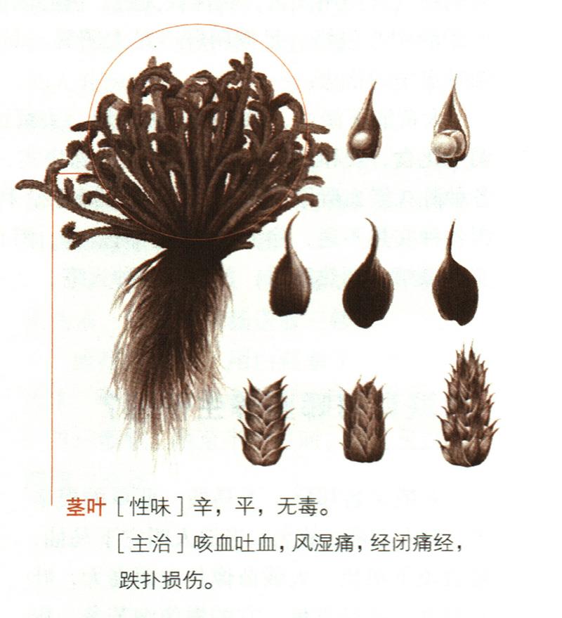 卷柏具有哪些養(yǎng)生價值？