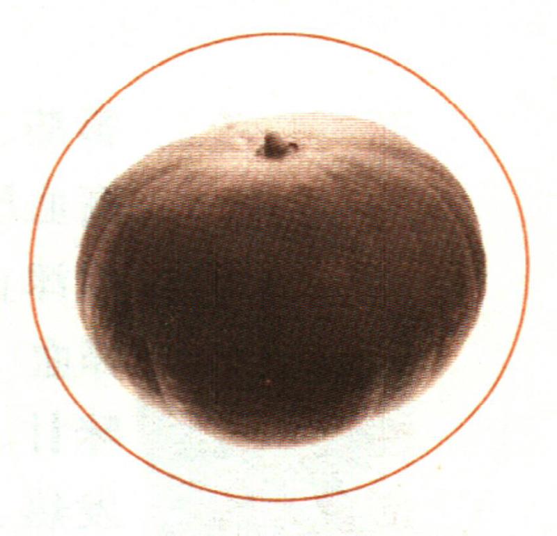 南瓜子補(bǔ)腎，效果非常好