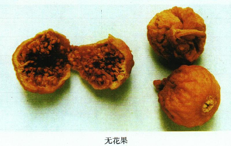 治久咳、慢性肺炎方